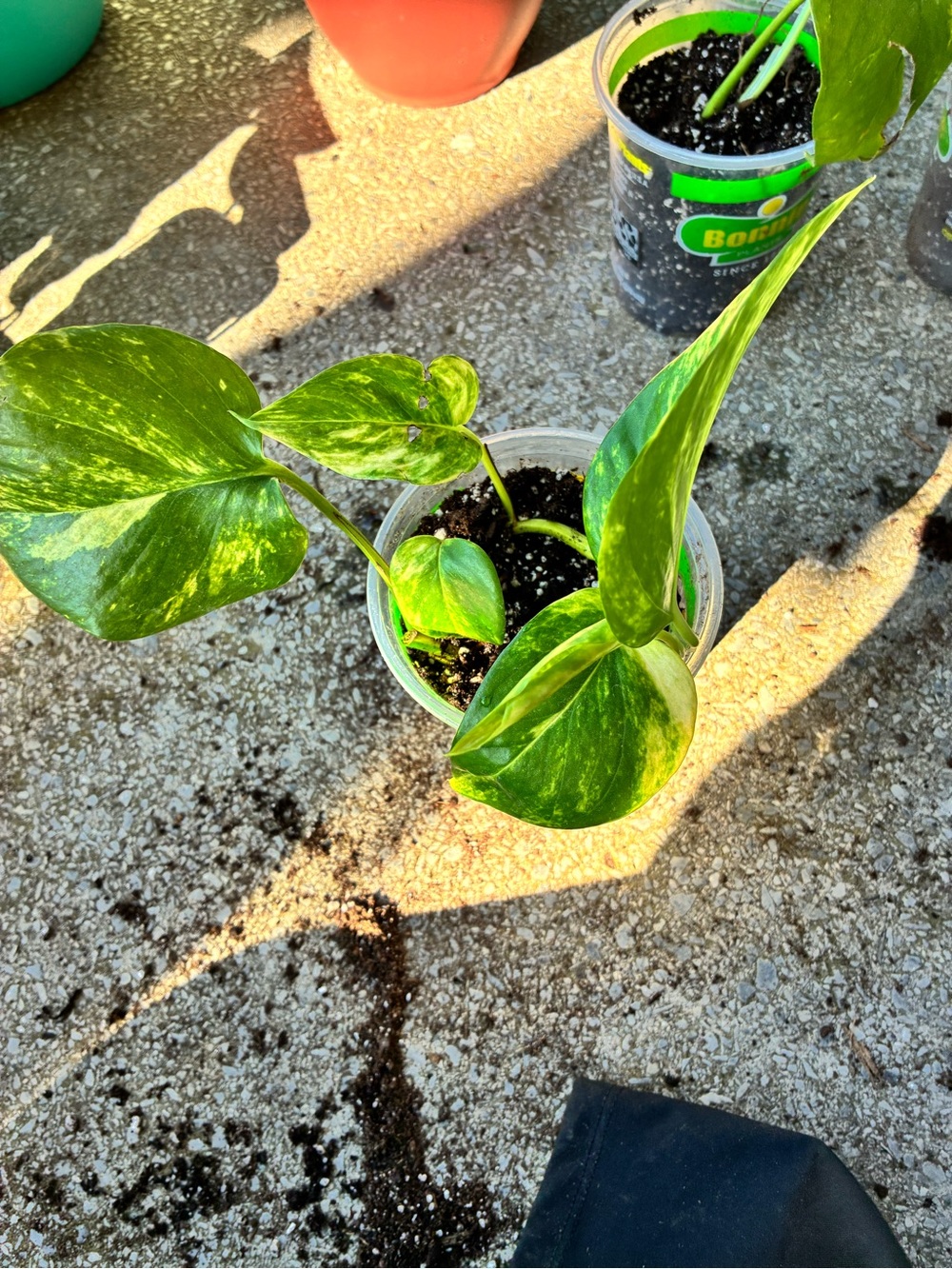 Golden Pothos (Epipremnum aureum)